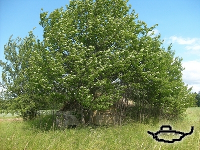 0806 401